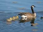 Washington State, Juanita Bay Park. Canada goose adult mother parent swimming with goslings Art Print